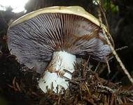 Ziegelgelber Schleimkopf, Foto 11