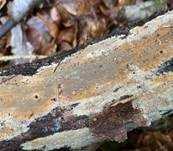 Ziegelrote Kohlenkruste, Foto 14