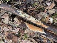 Ziegelrote Kohlenkruste, Foto 15