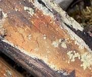 Ziegelrote Kohlenkruste, Foto 16