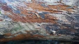 Ziegelrote Kohlenkruste, Foto 10