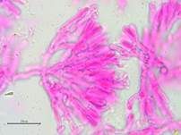 Ziegelroter Rindenpilz, Foto 15