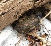 Ziegelroter Rindenpilz, Foto 6