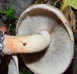 Ziegelroter Schwefelkopf, Foto 19