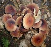 Ziegelroter Schwefelkopf, Foto 24