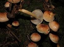 Ziegelroter Schwefelkopf, Foto 30