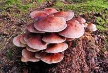 Ziegelroter Schwefelkopf, Foto 35