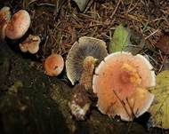 Ziegelroter Schwefelkopf, Foto 11