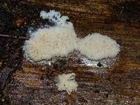 Ziegelroter Stielschleimpilz, Foto 26