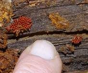 Ziegelroter Stielschleimpilz, Foto 31