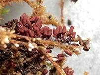 Ziegelroter Stielschleimpilz, Foto 36