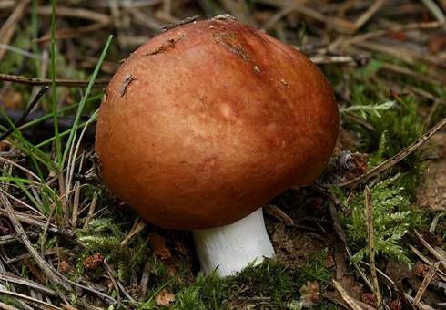 Ziegelroter Täubling, Foto 2