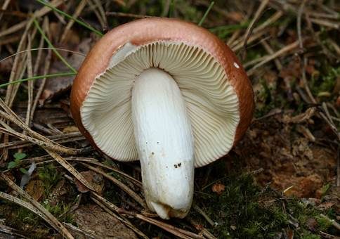 Ziegelroter Täubling, Foto 3