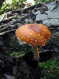 Ziegelroter Träuschling, Foto 4