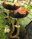 Ziegelroter Träuschling, Foto 6