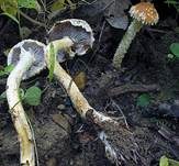 Ziegelroter Träuschling, Foto 8