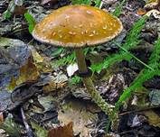 Ziegelroter Träuschling, Foto 10