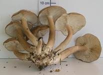 Brauner Rasling, Foto 14