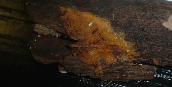 Ziegelrotes Filzgewebe, Foto 2