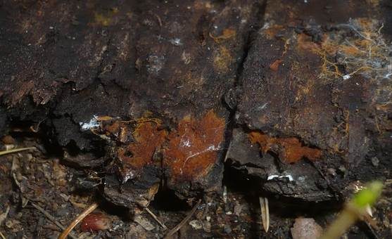 Ziegelrotes Filzgewebe, Foto 3