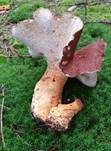 Ziegenfußporling, Foto 12