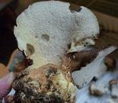 Ziegenfußporling, Foto 17