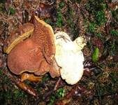 Ziegenfußporling, Foto 18