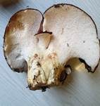 Ziegenfußporling, Foto 22