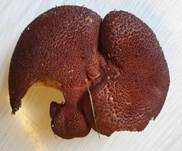 Ziegenfußporling, Foto 23