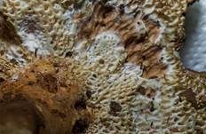 Ziegenfußporling, Foto 25