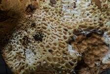 Ziegenfußporling, Foto 26