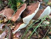 Ziegenfußporling, Foto 30
