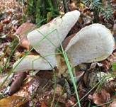 Ziegenfußporling, Foto 31