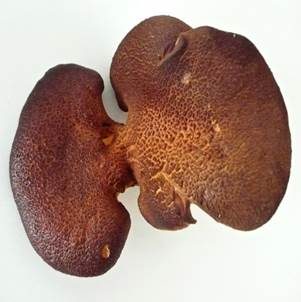 Ziegenfußporling, Foto 5
