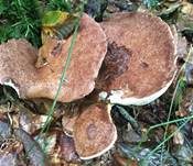 Ziegenfußporling, Foto 32