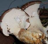 Ziegenfußporling, Foto 33