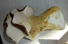 Ziegenfußporling, Foto 35