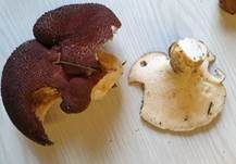 Ziegenfußporling, Foto 36
