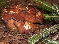 Ziegenfußporling, Foto 37