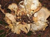 Ziegenfußporling, Foto 38