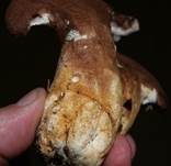 Ziegenfußporling, Foto 40