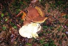 Ziegenfußporling, Foto 41