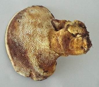 Ziegenfußporling, Foto 6