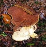 Ziegenfußporling, Foto 7