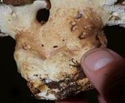 Ziegenfußporling, Foto 8