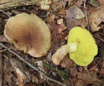 Ziegenlippe, Foto 2