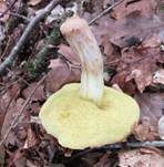 Ziegenlippe, Foto 16