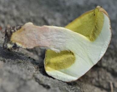 Ziegenlippe, Foto 6