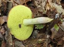 Ziegenlippe, Foto 7