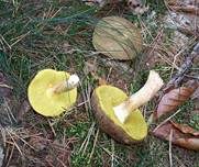 Ziegenlippe, Foto 9